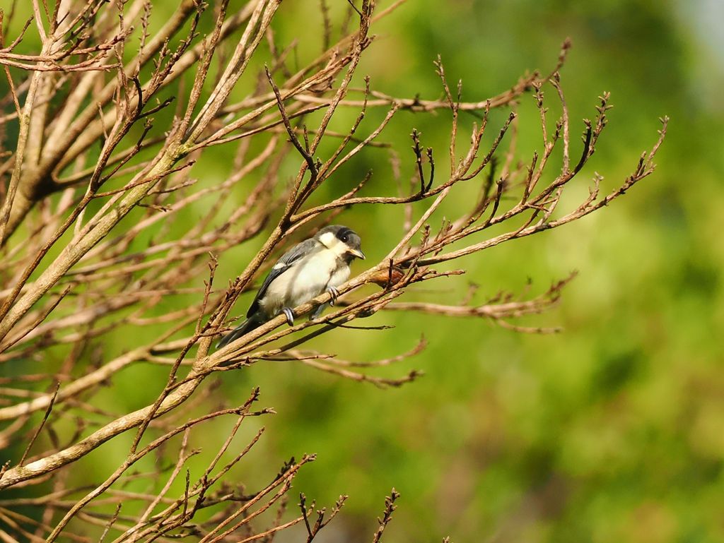 Asian tit (Okinawa subspecies) (Parus cinereus okinawae) May 21, 2026 The black stripe on the chest is thinner, probably a female Kunigami
