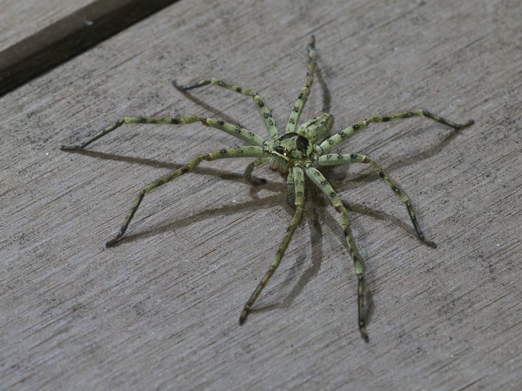 Pantropical huntsman spider (Heteropoda venatoria) May 27, 2026 A butterfly-shaped black mark on the cephalothorax of a male Kunigami