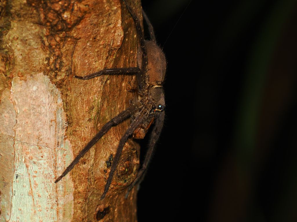 Pantropical huntsman spider (Heteropoda venatoria) Sep 12, 2026 A female that has caught a cricket Kunigami
