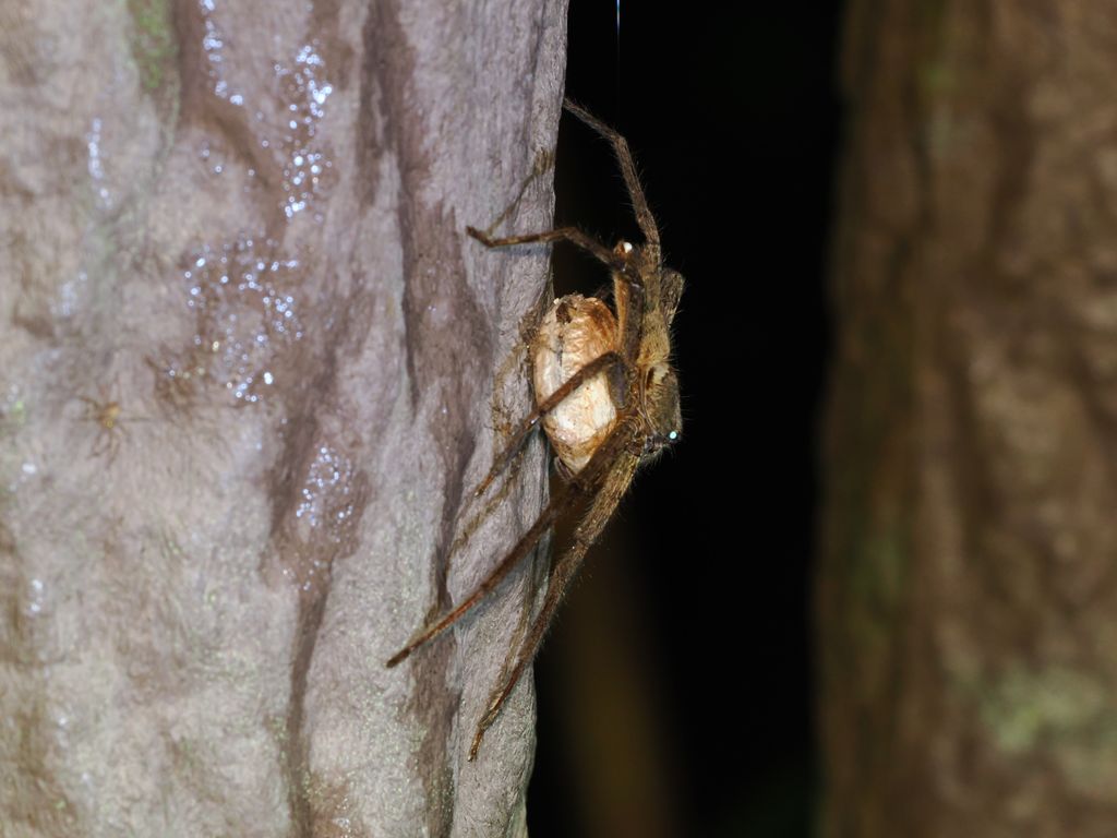 Pantropical huntsman spider (Heteropoda venatoria) Sep 12, 2026 A female carrying her egg sac Kunigami
