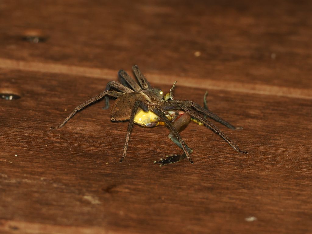 Pantropical huntsman spider (Heteropoda venatoria) Sep 21, 2026 A female that has caught a Ryukyu kajika frog. This was the first time I saw a Pantropical huntsman spider preying on frogs Kunigami