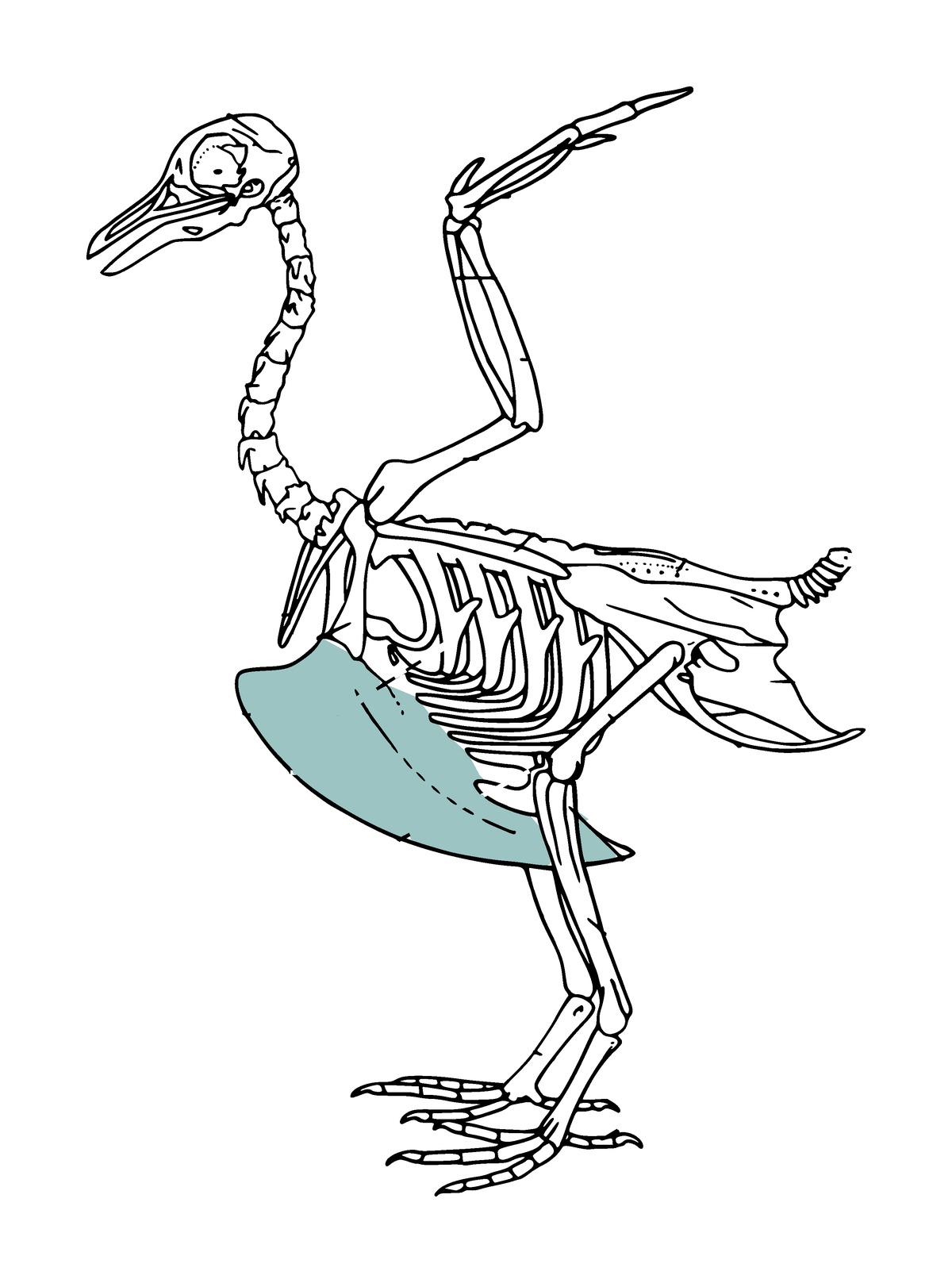 Bird skeleton with the keel highlighted in teal